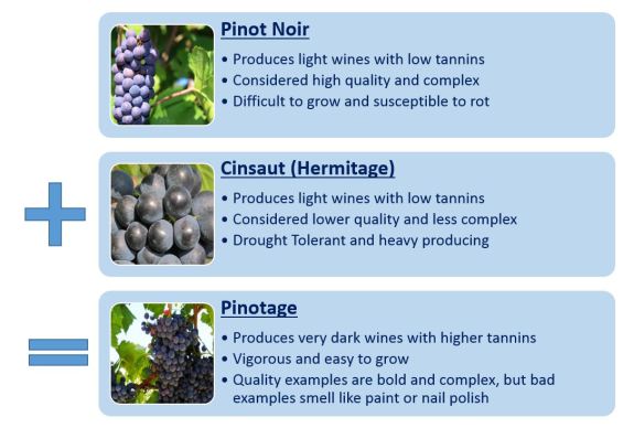 Pinotage Cross Breed Illustration