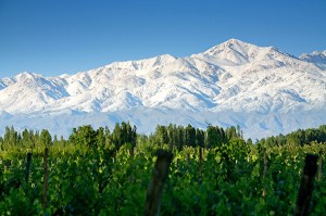 Snow-covered Andes Mountains and vineyards, near Tupungato, Mendoza Province, Argentina