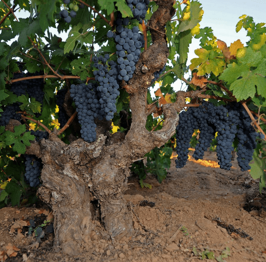 Moore Vineyard Zin Vine